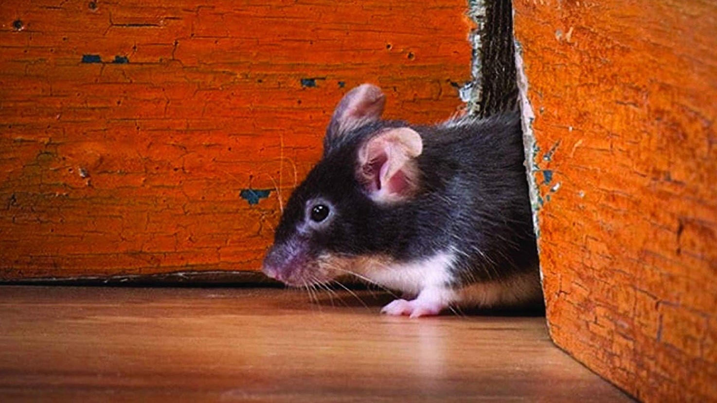 migliori repellenti per topi e ratti