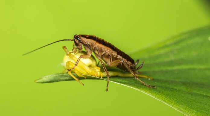 4 Prodotti per eliminare gli scarafaggi in giardino scarafaggi in giardino